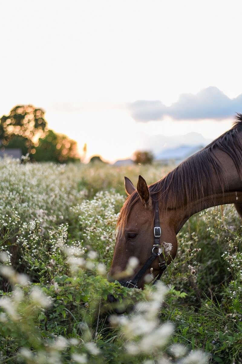 Biotina para caballos, todo lo que tienes que saber